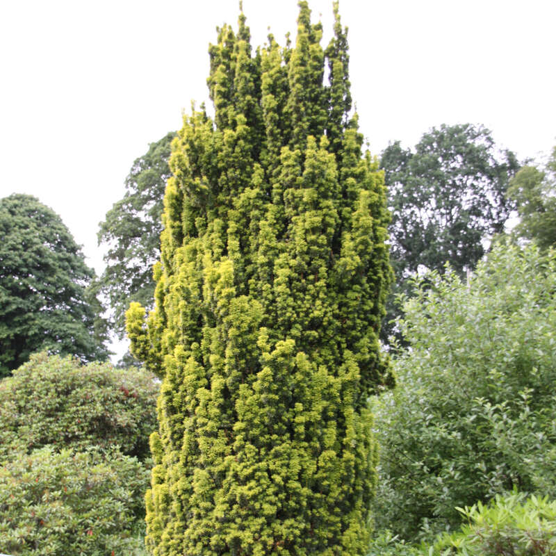 Gold-Suleneibe - Taxus baccata 'Fastigiata Aurea' - gelb