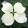 Cornus kousa 'Wietings Select': Bild 1/1