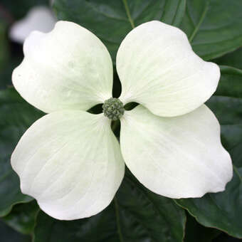 Cornus kousa 'Wietings Select'