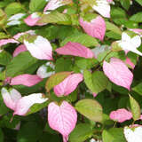 Actinidia kolomikta - Amur-Strahlengriffel, Sommerkiwi