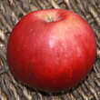 Malus domestica 'Himbeerapfel von Holowaus': Bild 1/2
