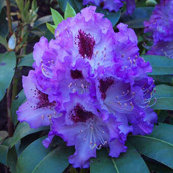Rhododendron Hybride - violett PG2