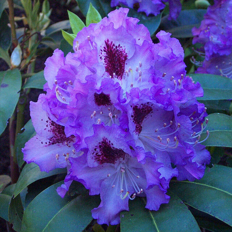 Rhododendron Rhododendron Hybride blau PG2 lila