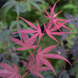 Acer palmatum 'Atrolineare' - Japanischer Schlitzahorn