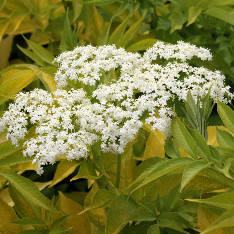 Gelber Traubenholunder - Sambucus racemosa ‘Plumosa Aurea’