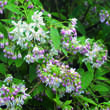 Deutzia 'Tourbillion Rouge': Bild 1/1