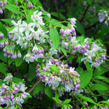 Deutzia 'Tourbillion Rouge' - Rosa Deutzie