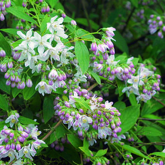 Deutzia 'Tourbillion Rouge'