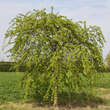 Carpinus betulus 'Pendula': Bild 1/4