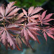 Acer palmatum 'Sherwood Flame': Bild 1/1