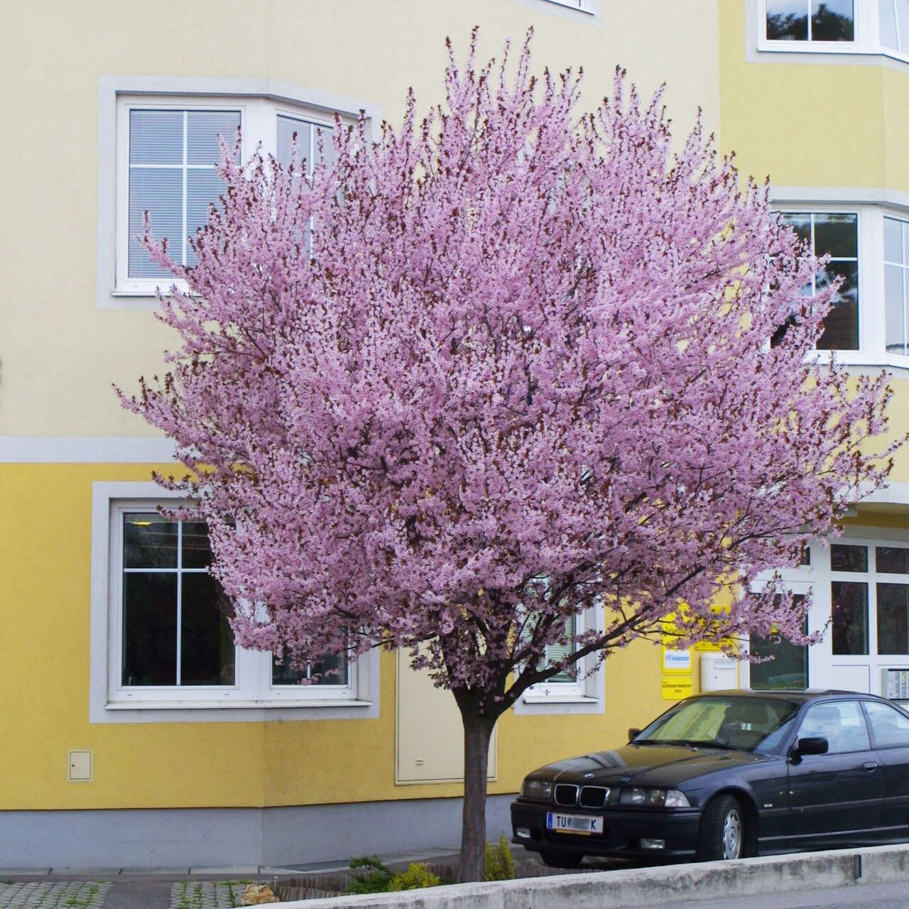 Blutpflaume Prunus cerasifera 'Nigra' rosa