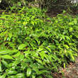 Leucothoe 'Scarletta': Bild 1/1