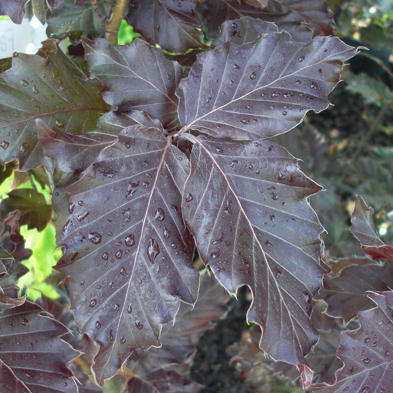 Sulen-Blutbuche - Fagus sylvatica 'Rohan Obelisk'
