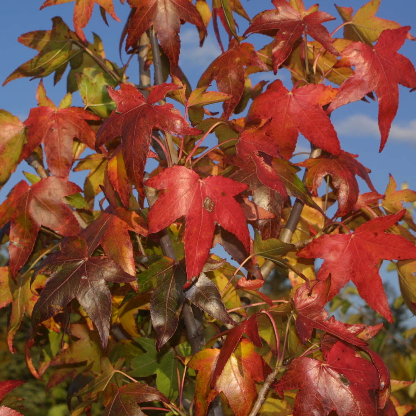 Amberbaum Liquidambar styraciflua 'Moraine' 25/ 30