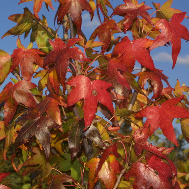 Amberbaum Liquidambar styraciflua 'Moraine'