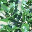 Quercus hispanica 'Wageningen': Bild 1/2