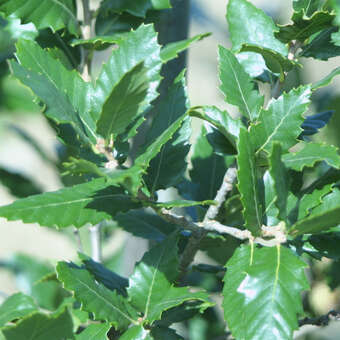 Quercus hispanica 'Wageningen'