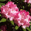 Rhododendron Yakusimanum Hyb. rosa: Bild 1/4
