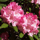 Rhododendron - Rhododendron Yakusimanum Hybr. - rosa