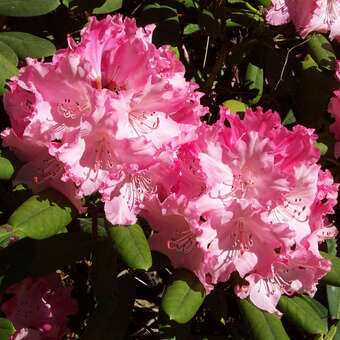 Rhododendron Yakusimanum Hybr. - rosa