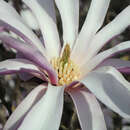 Magnolia loebneri 'Leonard Messel' - Hohe Sternmagnolie