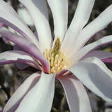 Magnolia loebneri 'Leonard Messel' - Hohe Sternmagnolie