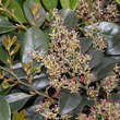 Distylium racemosum: Bild 1/2