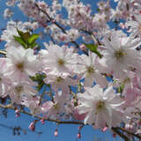 Prunus subhirtella 'Autumnalis Rosea' - Rosa Winterkirsche