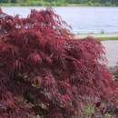 Acer palmatum 'Garnet'        H125+ - Roter Schlitzahorn