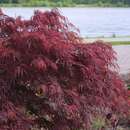 Acer palmatum 'Garnet'        H100+ - Roter Schlitzahorn