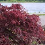 Acer palmatum 'Garnet'        H100+ - Roter Schlitzahorn