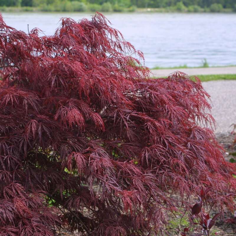 Roter Schlitzahorn - Acer palmatum 'Garnet' - rot