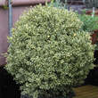 Buxus semp. 'Argenteovariegata': Bild 4/4