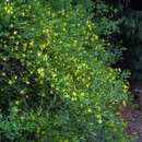Jasminum fruticans     Kübelpflanze - Katalonischer Jasmin - N.WINTERHART