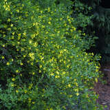 Jasminum fruticans     Kübelpflanze - Katalonischer Jasmin - N.WINTERHART