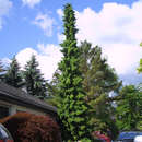 Picea omorika - Serbische Fichte