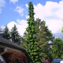 Picea omorika - Serbische Fichte