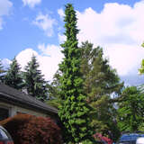 Picea omorika - Serbische Fichte