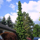 Picea omorika - Serbische Fichte