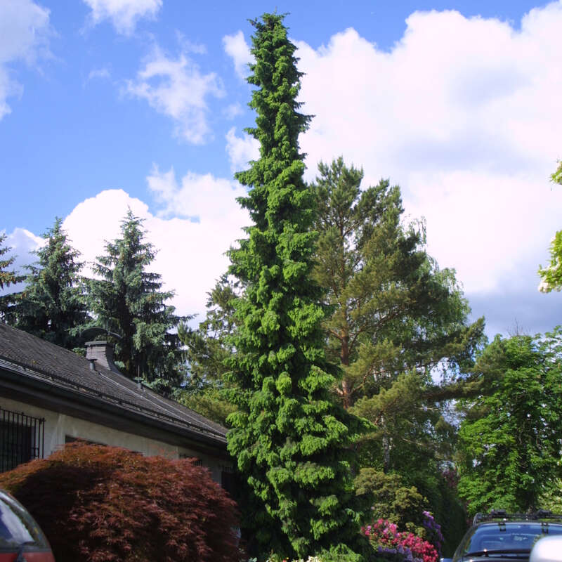 Serbische Fichte - Picea omorika - grn