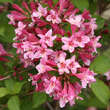 Weigela florida: Bild 1/4