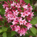 Weigela florida - Weigelie