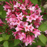 Weigela florida - Weigelie - rosa