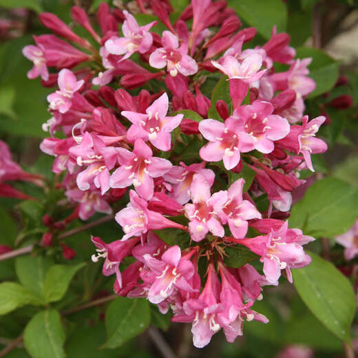 Rotblättrige Weigelie weiß Weigela 'Ebony and Ivory' weiß