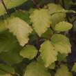 Alnus incana 'Aurea': Bild 1/2