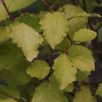 Alnus incana 'Aurea'