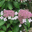 Hydrangea ser.'Imperatrice Eugenie': Bild 1/2