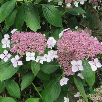 Hydrangea ser.'Imperatrice Eugenie'