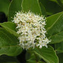 Cornus sericea 'Flaviramea' - Gelbholziger Hartriegel