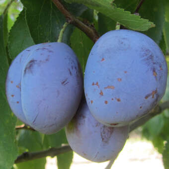 Prunus dom. 'Schrattentaler Zw.'